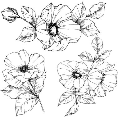 Vektör Rosa canina çiçek. Siyah ve beyaz mürekkep sanat kazınmış. İzole rosa canina illüstrasyon öğesi.
