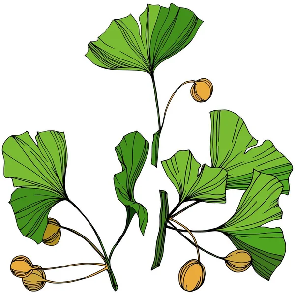 Vektor elszigetelt ginkgo ábra elemet. Zöld levél. Botanikus kert virágos lombozat növény. Zöld vésett art festék. — Stock Vector