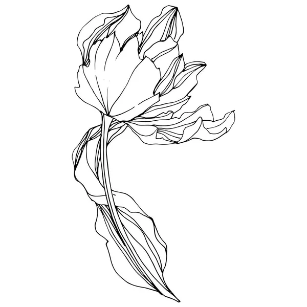 Vector Tulipán Tinta grabada en blanco y negro art. Flor botánica floral. Elemento de ilustración de tulipán aislado . — Vector de stock