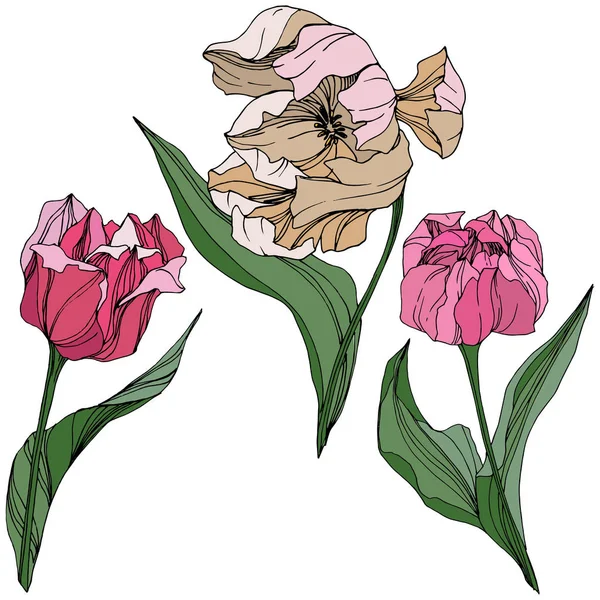 Vector Tulipán grabado arte tinta. Flor botánica floral. Flor silvestre de hoja de primavera. Elemento de ilustración de tulipán aislado . — Vector de stock