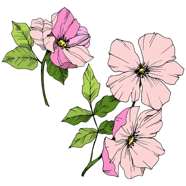 핑크로 사 canina 벡터. 꽃 식물 꽃입니다. 새겨진된 잉크 예술입니다. 고립 된로 사 canina 그림 요소. — 스톡 벡터