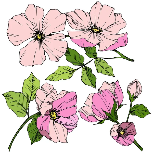 Vector Rosa canina. Flor botánica floral. Arte de tinta grabada. Elemento aislado rosa canina ilustración . — Vector de stock