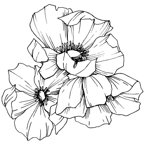 Vector Rosa flor de canina. Tinta grabada en blanco y negro. Elemento aislado rosa canina ilustración . — Archivo Imágenes Vectoriales