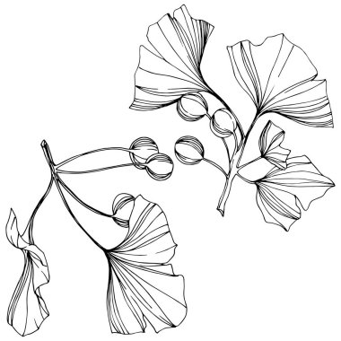 Vektör izole ginkgo illüstrasyon öğesi. Yaprak bitki botanik bahçesi yeşillik. Siyah ve beyaz mürekkep sanat kazınmış.