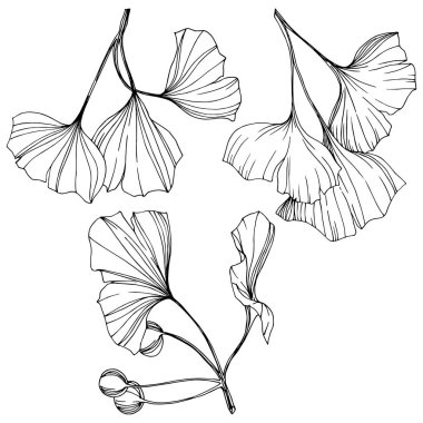 Vektör izole ginkgo illüstrasyon öğesi. Yaprak bitki botanik bahçesi yeşillik. Siyah ve beyaz mürekkep sanat kazınmış.