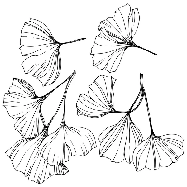 Vektorisoliertes Ginkgo-Illustrationselement. Blattpflanze botanischen Garten Laub. Schwarz-weiß gravierte Tuschekunst. — Stockvektor