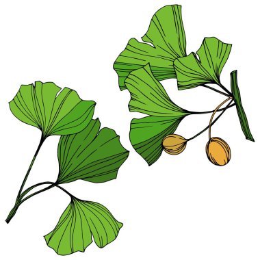 Vektör izole ginkgo illüstrasyon öğesi. Yeşil yaprak. Botanik Bahçe çiçek bitki örtüsü bitki. Yeşil oyulmuş mürekkep sanat.
