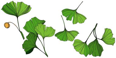 Vektör izole ginkgo illüstrasyon öğesi. Yeşil yaprak. Botanik Bahçe çiçek bitki örtüsü bitki. Yeşil oyulmuş mürekkep sanat.