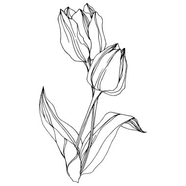 Vektör Tulip siyah ve beyaz mürekkep sanat kazınmış. Botanik çiçek. İzole lale illüstrasyon öğesi.