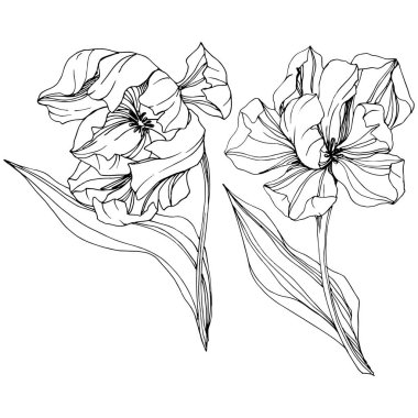 Vektör Tulip siyah ve beyaz mürekkep sanat kazınmış. Botanik çiçek. İzole lale illüstrasyon öğesi.