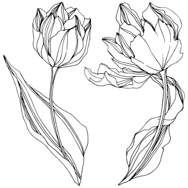 Vektör Tulip siyah ve beyaz mürekkep sanat kazınmış. Botanik çiçek. İzole lale illüstrasyon öğesi.