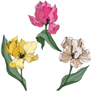 Vektör Tulip mürekkep sanat kazınmış. Botanik çiçek. Bahar yaprak kır çiçeği. İzole lale illüstrasyon öğesi.