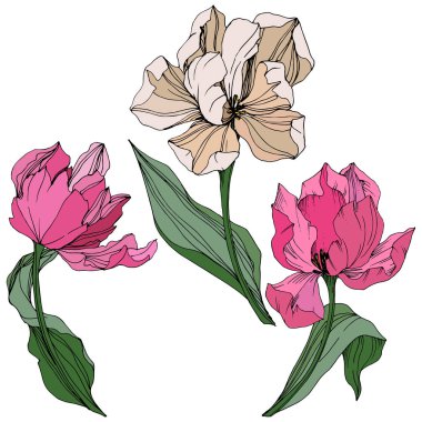 Vektör Tulip mürekkep sanat kazınmış. Botanik çiçek. Bahar yaprak kır çiçeği. İzole lale illüstrasyon öğesi.