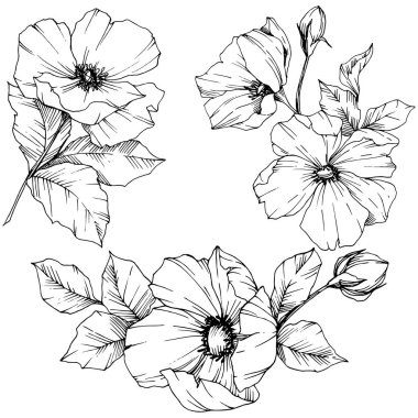 Vektör Rosa canina çiçek. Siyah ve beyaz mürekkep sanat kazınmış. İzole rosa canina illüstrasyon öğesi.