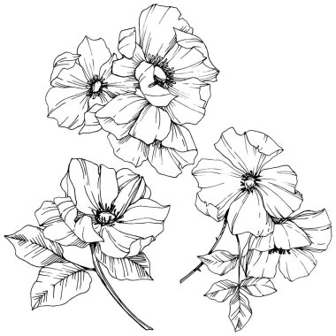 Vektör Rosa canina çiçek. Siyah ve beyaz mürekkep sanat kazınmış. İzole rosa canina illüstrasyon öğesi.