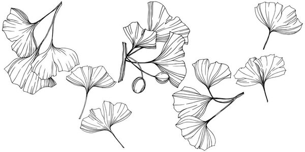 Vector Isolated ginkgo illustration element. Leaf plant botanical garden foliage. Black and white engraved ink art.
