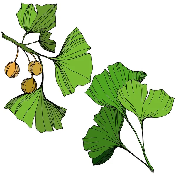 Geïsoleerde ginkgo illustratie vectorelement. Groene blad. Plant botanische tuin floral gebladerte. Groene gegraveerde inkt kunst. — Stockvector