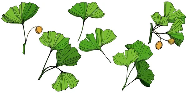 Vector Isolated ginkgo illustration element. Hoja verde. Planta botánica jardín follaje floral. Arte de tinta grabada verde . — Vector de stock