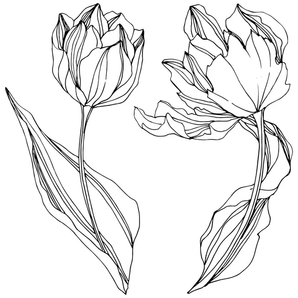 Vector Tulipán Tinta grabada en blanco y negro art. Flor botánica floral. Elemento de ilustración de tulipán aislado . — Vector de stock