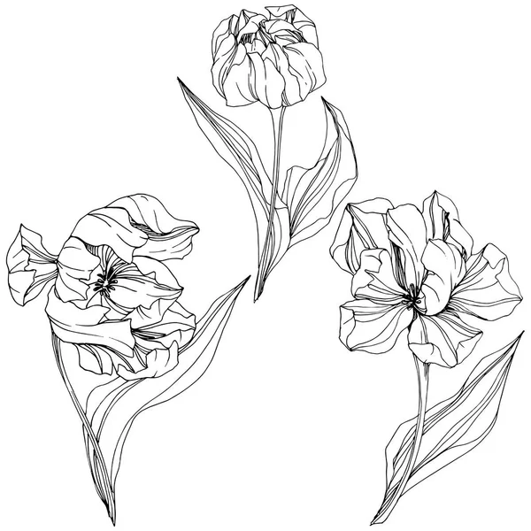 Vector Tulip zwart en Wit gegraveerde inkt kunst. Floral botanische bloem. Geïsoleerde tulip afbeelding element. — Stockvector