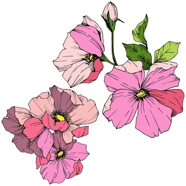 ベクター ピンク ロサ ・ カニナ。花植物の花。刻まれたインク アート。孤立したロサ ・ カニナの図要素. — ストックベクタ