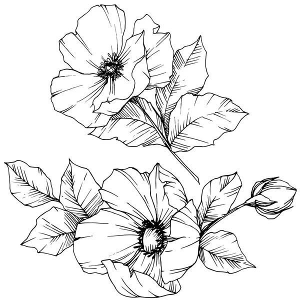 Vector Rosa flor de canina. Tinta grabada en blanco y negro. Elemento aislado rosa canina ilustración . — Vector de stock