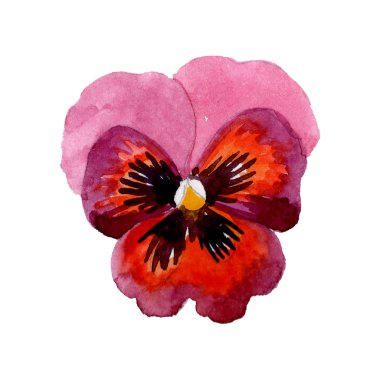 Kırmızı pembe viola botanik çiçek. Suluboya arka plan illüstrasyon küme. Homo illüstrasyon izole öğesi.