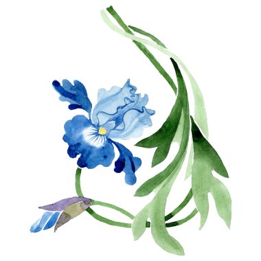 Mavi Iris. Botanik çiçek. Vahşi bahar yaprak izole. Suluboya arka plan illüstrasyon küme. Suluboya çizim moda aquarelle izole. İzole süsleme illüstrasyon öğesi.