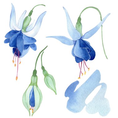 Mavi Fuşya botanik çiçek. Suluboya çizim moda aquarelle izole. Fuşya illüstrasyon izole öğesi.