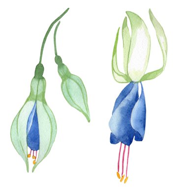 Mavi Fuşya botanik çiçek. Suluboya çizim moda aquarelle izole. Fuşya illüstrasyon izole öğesi.