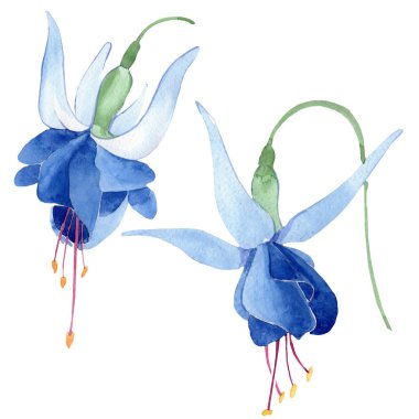 Mavi Fuşya botanik çiçek. Suluboya çizim moda aquarelle izole. Fuşya illüstrasyon izole öğesi.