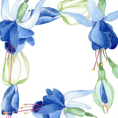 Mavi Fuşya. Botanik çiçek. Suluboya çizim moda aquarelle izole. Çerçeve kenarlığı süsleme Meydanı.