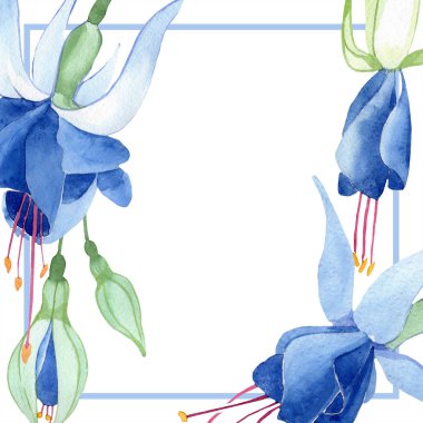 Mavi Fuşya. Botanik çiçek. Suluboya çizim moda aquarelle izole. Çerçeve kenarlığı süsleme Meydanı.