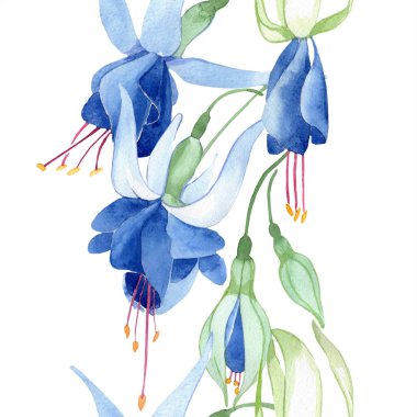 Mavi Fuşya. Botanik çiçek. Suluboya çizim moda aquarelle izole. Sorunsuz arka plan deseni.