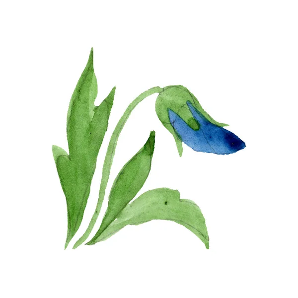 Flor botánica floral de viola azul. Conjunto de ilustración de fondo acuarela. Elemento aislado de ilustración del pensamiento . — Foto de Stock