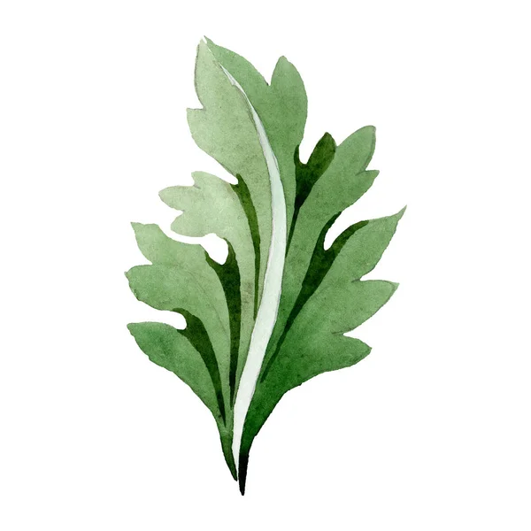 Grünes Blatt. Blütenbotanische Blume. Aquarell Hintergrundillustration Set. isoliertes Blattillustrationselement. — Stockfoto