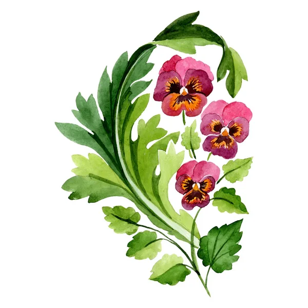 Červená růžová viola květinové botanické květin. Sada akvarel pozadí obrázku. Prvek ilustrace izolované ornament. — Stock fotografie
