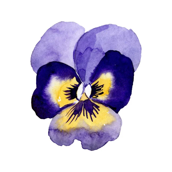 Viola azul. Floral flor botânica. Conjunto de ilustração de fundo aquarela. Isolado elemento ilustração pansy . — Fotografia de Stock