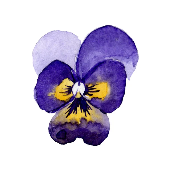 Mavi viola. Botanik çiçek. Suluboya arka plan illüstrasyon küme. Homo illüstrasyon izole öğesi.