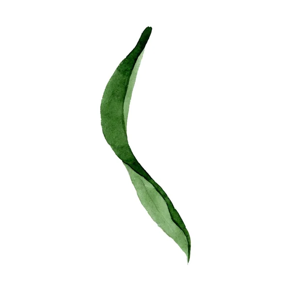 녹색 잎입니다. 고립 된 야생 봄 잎입니다. 수채화 배경 그림 설정 합니다. 격리 된 장식 그림 요소. — 스톡 사진