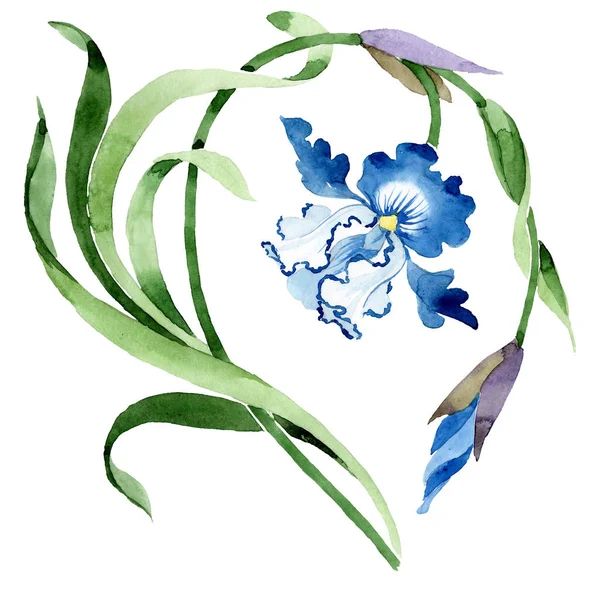 Modrý iris. Květinové botanické květin. Sada akvarel pozadí obrázku. solated ozdoba ilustrace prvek. — Stock fotografie