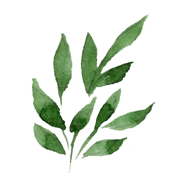 Feuille verte. Feuille de printemps sauvage isolée. Ensemble d'illustration de fond aquarelle. Elément d'illustration d'ornement isolé . — Photo