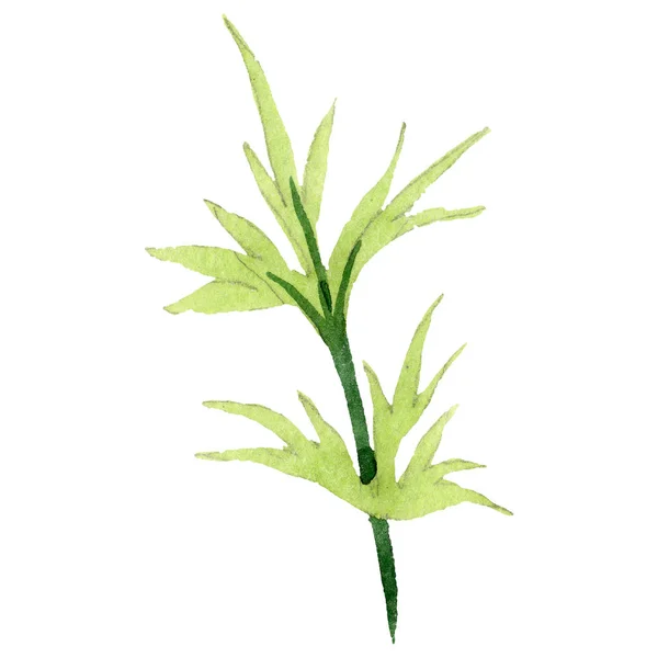 Зелений лист. Квіткова ботанічна квітка. Набір ілюстрацій для акварельного фону. Ізольований елемент ілюстрації листя . — стокове фото