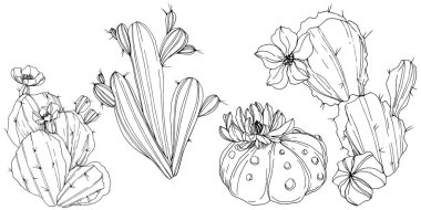 Vektör kaktüsler botanik çiçek. Siyah ve beyaz mürekkep sanat kazınmış. İzole kaktüsler illüstrasyon öğesi.