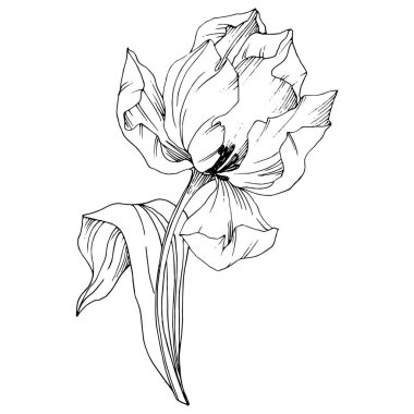 Vektör Tulip siyah ve beyaz mürekkep sanat kazınmış. Botanik çiçek. İzole lale illüstrasyon öğesi.