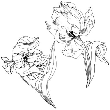 Vektör Tulip siyah ve beyaz mürekkep sanat kazınmış. Botanik çiçek. İzole lale illüstrasyon öğesi.