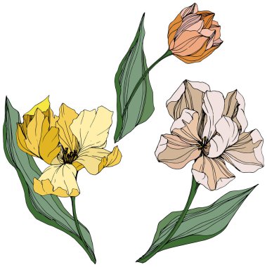 Vektör Tulip mürekkep sanat kazınmış. Botanik çiçek. Bahar yaprak kır çiçeği. İzole lale illüstrasyon öğesi.