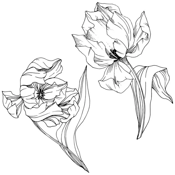 Vector Tulipán Tinta grabada en blanco y negro art. Flor botánica floral. Elemento de ilustración de tulipán aislado . — Vector de stock