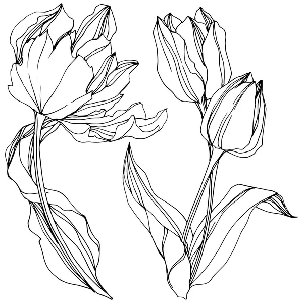 Vektor Tulip fekete és fehér gravírozott tinta art. Virágos botanikai virág. Elszigetelt tulip ábra elem. — Stock Vector