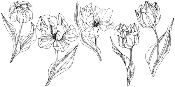 Vector Tulip Black and white engraved ink art. Floral botanical flower ...